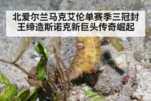 北爱尔兰马克艾伦单赛季三冠封王缔造斯诺克新巨头传奇崛起